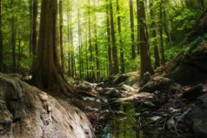 Por Que Empresas Estão Acordando para os Riscos Relacionados à Natureza